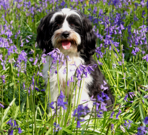 Dog in field