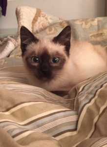 Zeke - Our new hospital kitten