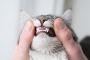 Pet Dental Cleaning